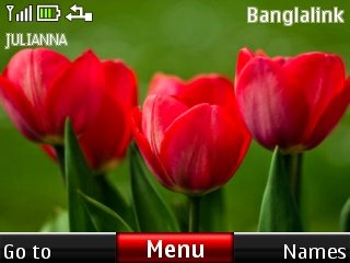 Red tulips -  1