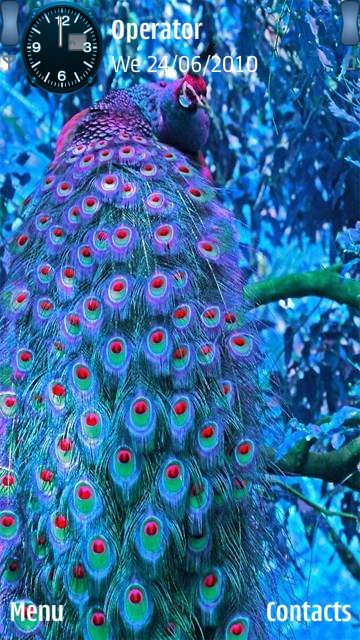Blue peacock -  1
