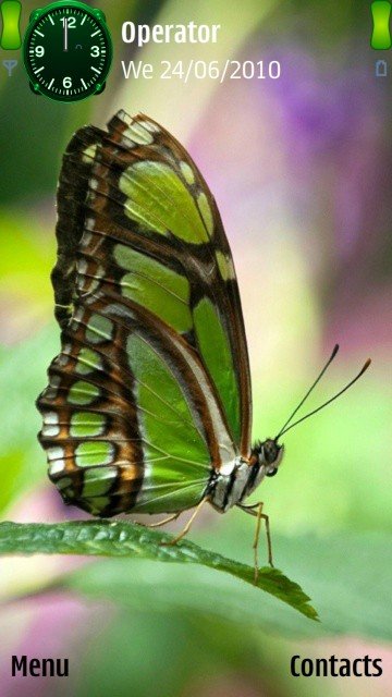 Green butterfly -  1