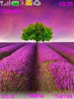 Lavender field -  1