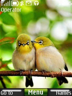 Love birds -  1