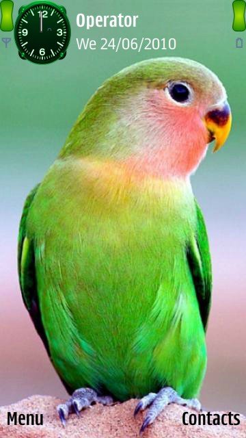Colourful bird -  1