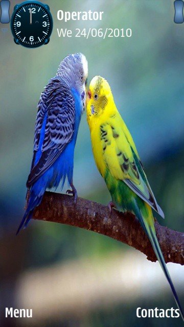 Colourful birds -  1