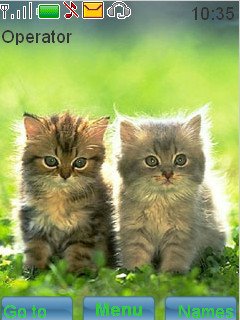 Cute kitty couple -  1